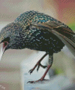 Close Up Starling Bird Diamond Painting