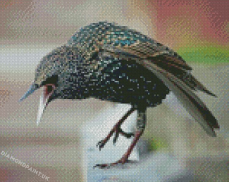 Close Up Starling Bird Diamond Painting