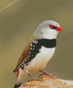 Diamond Firetail Finch Diamond Painting