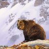 Grizzly Bear In The Mountain Diamond Painting