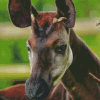 Okapi Animal Diamond Painting