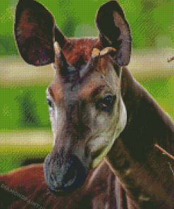 Okapi Animal Diamond Painting
