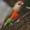 Red Bellied Parrot Diamond Painting