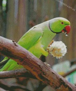 Rose Ringed Parakeet Diamond Painting