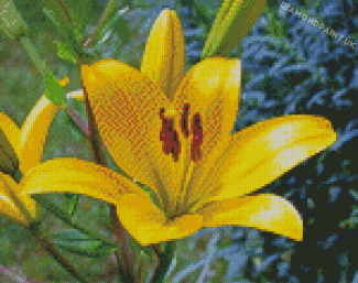 Yellow Stargazer Lily Diamond Painting