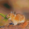 American Pika Diamond Painting