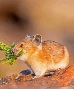 American Pika Diamond Painting