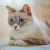 Cute Gray And White Cat Diamond Painting