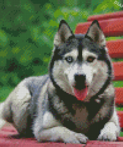 Husky Dog On Bench Diamond Painting