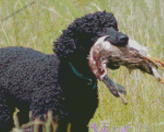 Pheasant Hunting Poodle Dog Diamond Painting