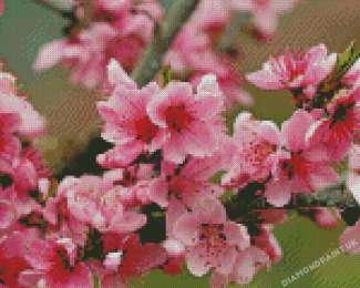 Pink Apple Blossom Diamond Painting