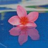 Pink Plumeria Flower In Water Diamond Painting