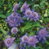 Purple Clematis Diamond Painting