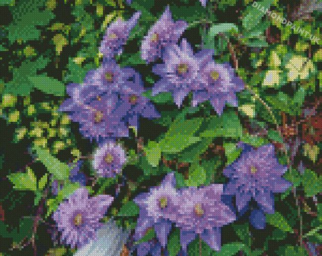 Purple Clematis Diamond Painting