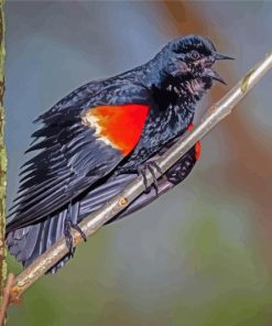 Red Winged Blackbird On Branch Diamond Painting