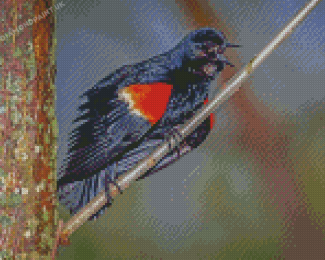 Red Winged Blackbird On Branch Diamond Painting