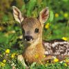 Roe Deer Animal Diamond Painting