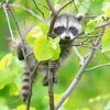 Baby Raccoon Animal Diamond Painting