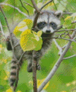 Baby Raccoon Animal Diamond Painting