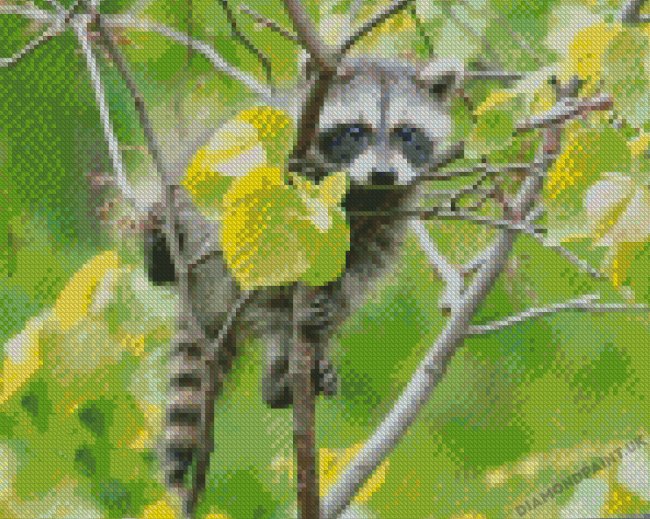 Baby Raccoon Animal Diamond Painting