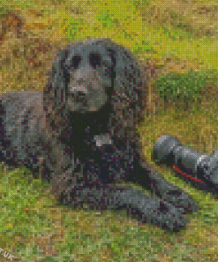 Black Cocker Spaniel Diamond Painting