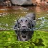 Black Dog Swimming Diamond Painting
