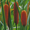 Cattail Flowering Plant Diamond Painting