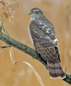 Eurasian Sparrowhawk On Tree Branch Diamond Painting