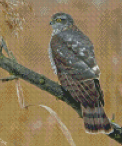 Eurasian Sparrowhawk On Tree Branch Diamond Painting