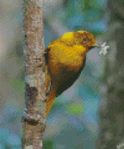 Golden Bowerbird Diamond Painting