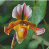 Lady Slipper Flower Diamond Painting