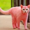 Pink Cat Diamond Painting