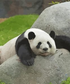 Sleeping Panda Animal Diamond Painting