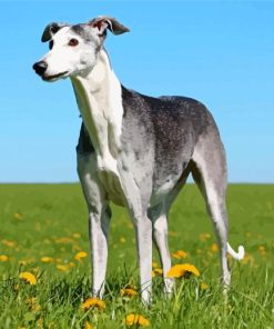 Spanish Greyhound Dog Diamond Painting