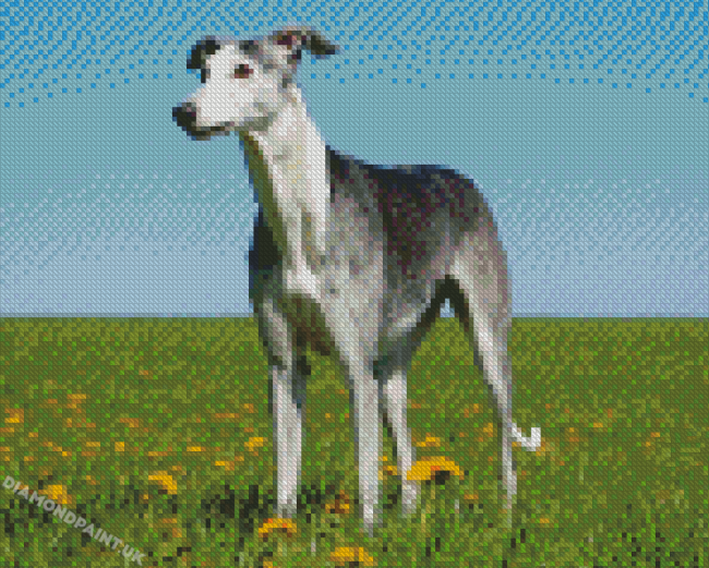 Spanish Greyhound Dog Diamond Painting