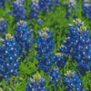 Texas Bluebonnets Plants Diamond Painting