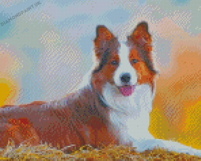 The Red And White Border Collie Diamond Painting