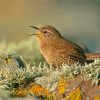 Aesthetic English Wren Diamond Painting