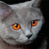 Orange Eye Cat Diamond Painting