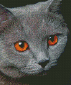 Orange Eye Cat Diamond Painting
