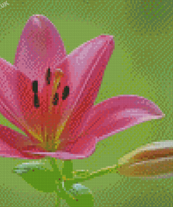 Pink Lily Flowering Plant Diamond Painting