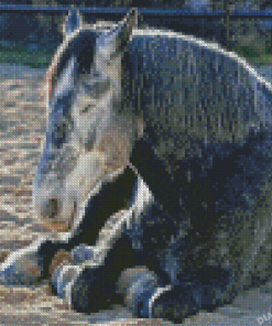 Sleepy Percheron Horse Diamond Painting