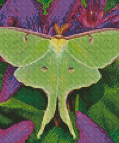 American Moon Moth And Flowers Diamond Painting
