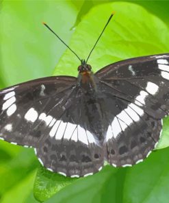 Black And White Butterfly On Leaf Diamond Painting