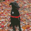 Black Greyhound Puppy Diamond Painting