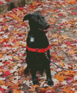 Black Greyhound Puppy Diamond Painting