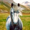 Black And White Icelandic Horse Diamond Painting