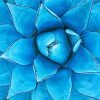 Blooming Blue Agave Diamond Painting