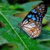 Blue Tiger Butterfly On Plant Leaf Diamond Painting