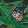 Blue Tiger Butterfly On Plant Leaf Diamond Painting